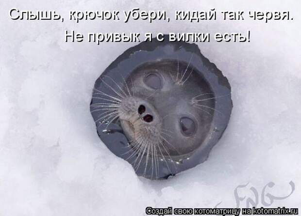 Лучшие котоматрицы недели (50 фото) Лучшие котоматрицы недели (50 фото)