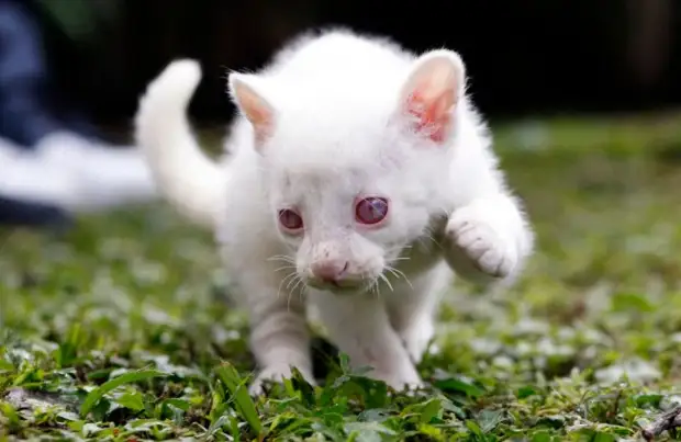 Единственная в мире: ягуарунди-альбинос