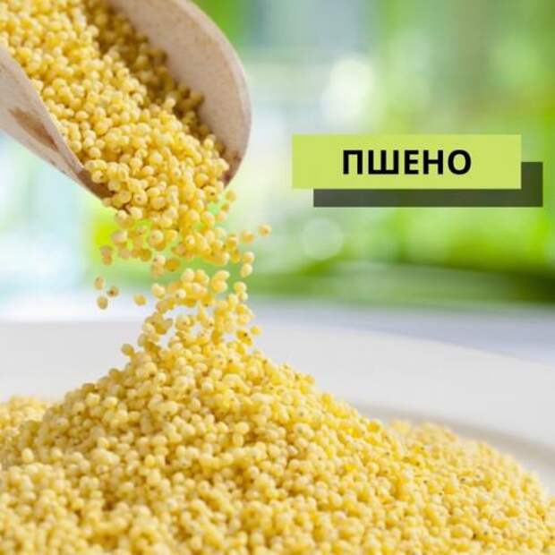 Пшено.  Пшённая каша многим с детства знакома.