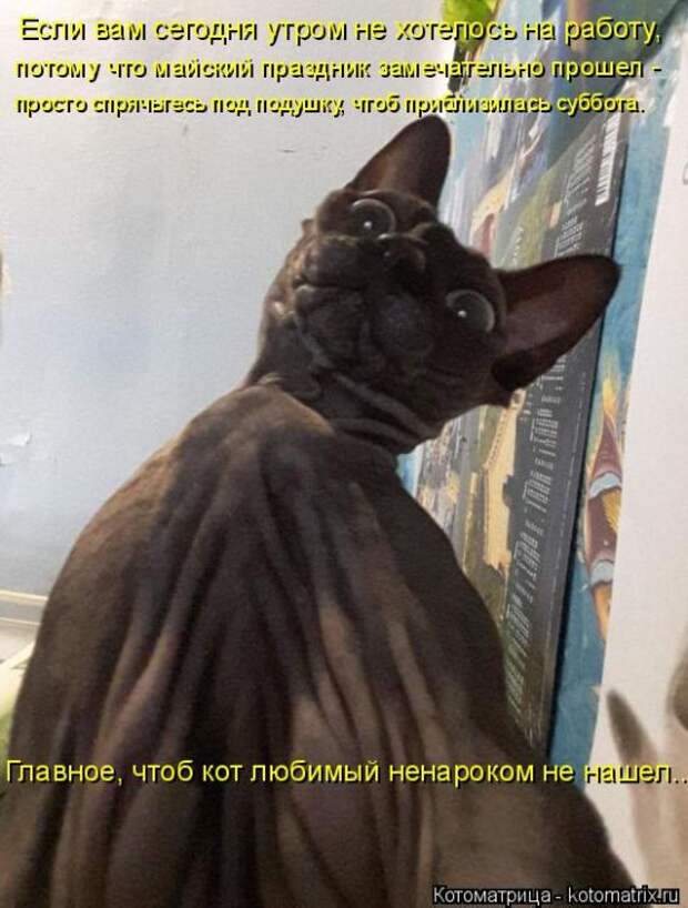 Лучшие котоматрицы недели (50 фото)
