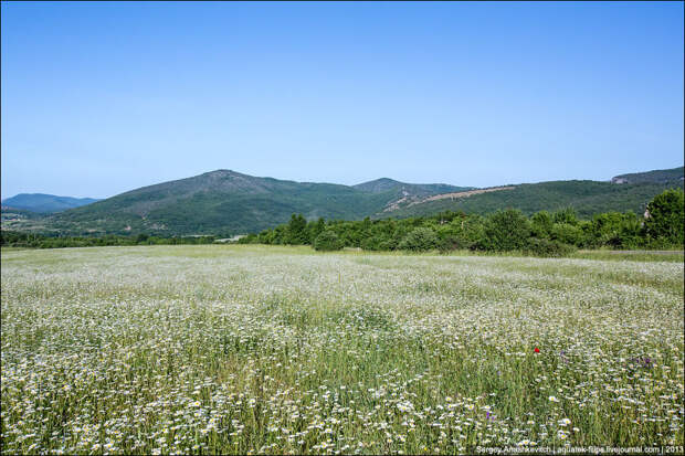 Ромашки