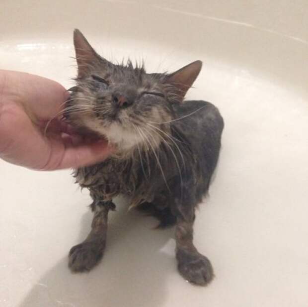 Неправильные коты  вода, кот