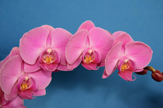 Розовая орхидея фаленопсис пересадка
