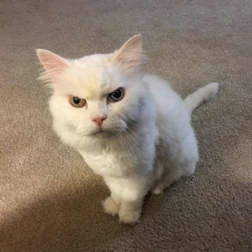 Сердитые котейки
