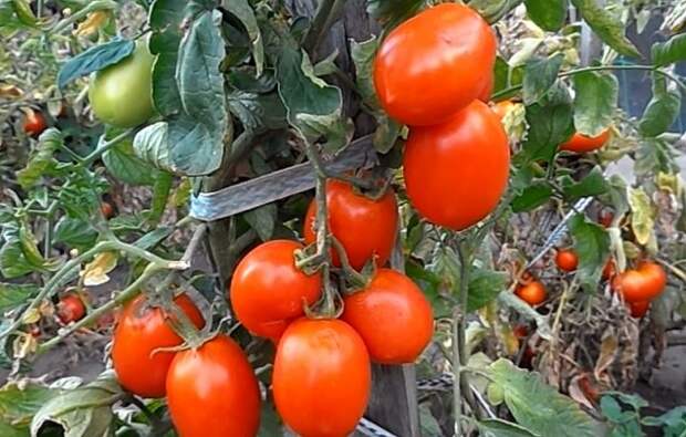 лучшие сорта томатов для вяления и сушки