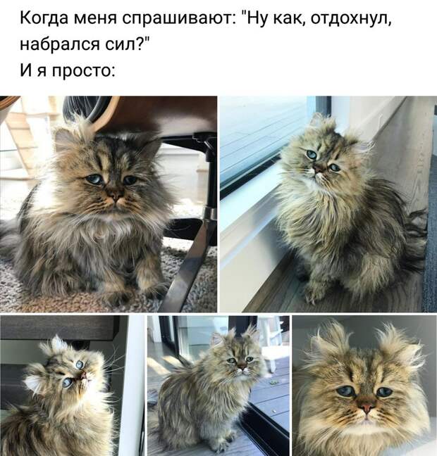 Подборка забавных и смешных картинок с надписями (10 фото)