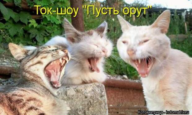Котоматрицы(картинки с надписями)