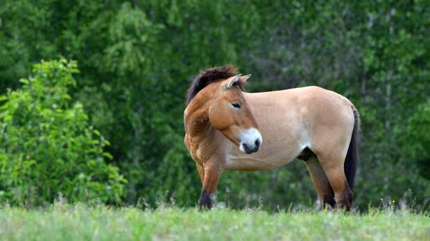 Лошади Пржевальского отмечают декаду в Смоленском поозерье