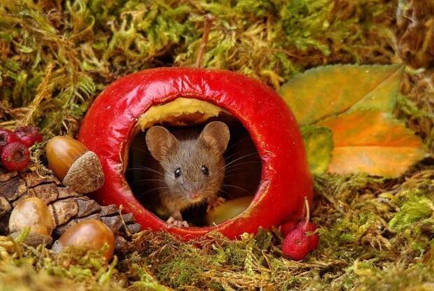 Фотограф построил для садовых мышей игровой городок домик для мышек, животные, забавно, игровой городок, мыши, необычно, творчество, фотография