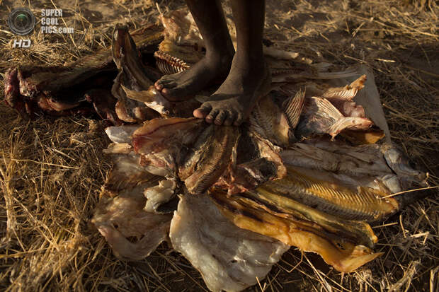 Треугольник Илеми. 12 октября. Мальчик из племени туркана выравнивает ногами тушки высушенной рыбы. (REUTERS/Siegfried Modola)