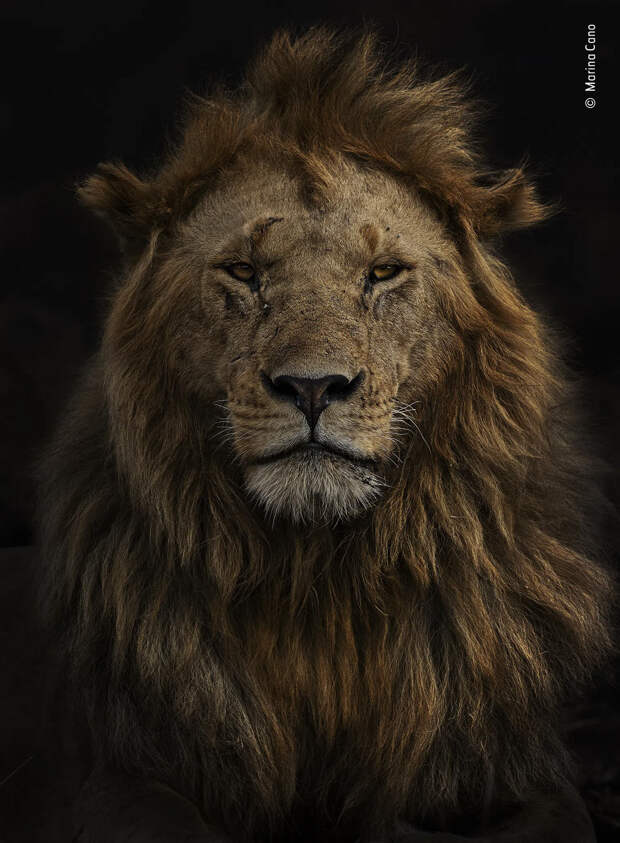 Портрет льва из прайда Блэк-Рок в национальном заповеднике Масаи-Мара в Кении