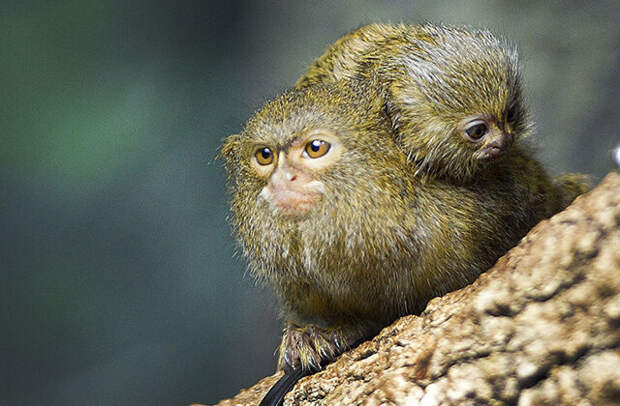 Фото: © Brett Coomer, Houston Chronicle