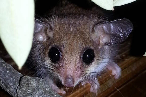 Исчезнувших шесть тысяч лет назад животных нашли живыми в одной стране