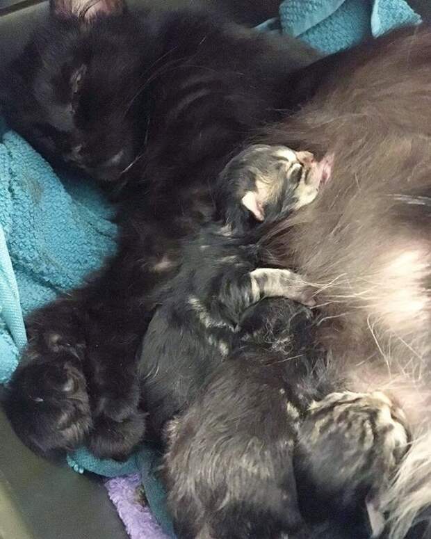 Котята с мамой Кошка кормит котят