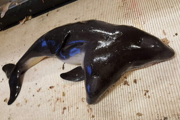 Рыбаки поймали двухголового дельфина в Северном море
