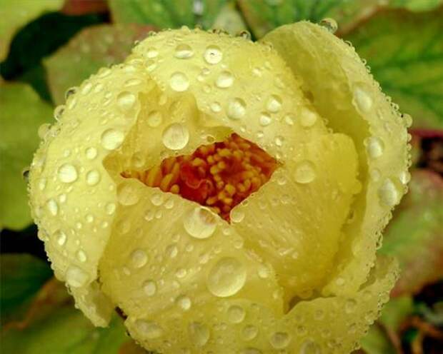 Пион желтый (Paeonia lutea)