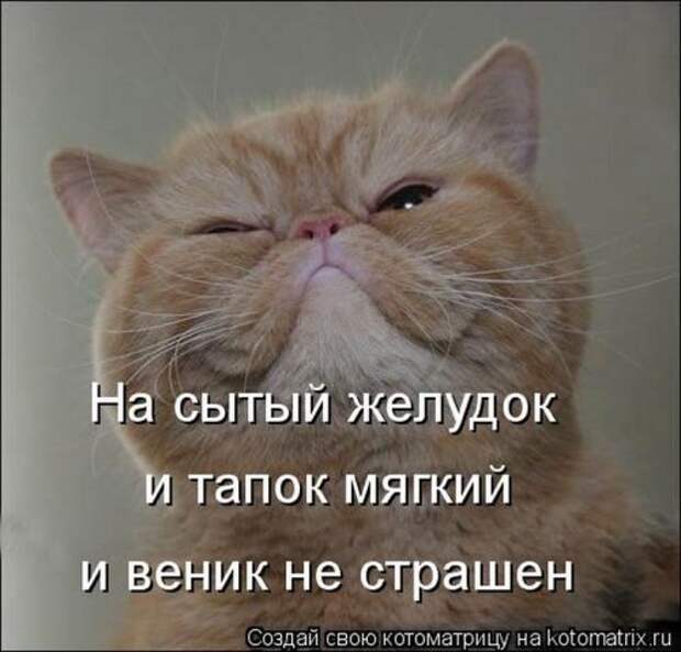 Лучшие котоматрицы за неделю