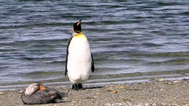 Туристы Фолклендских островов засняли забавную реакцию пингвина на утку