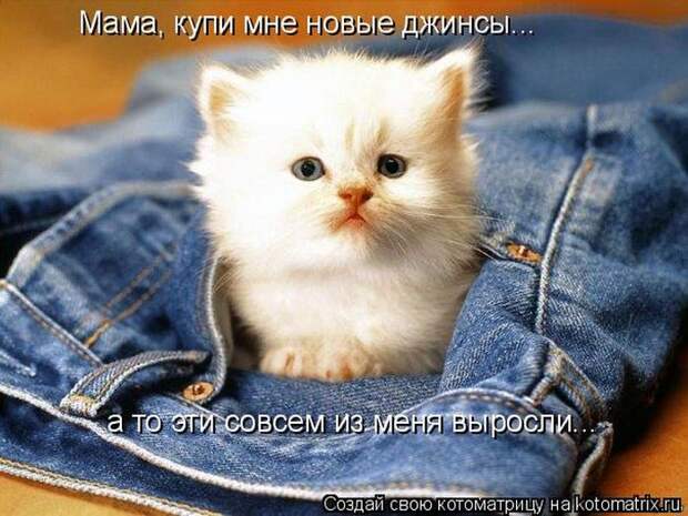 Котоматрицы :)