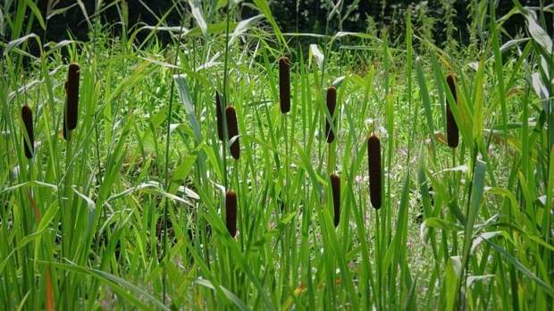 typha-3626340_960_720 alt