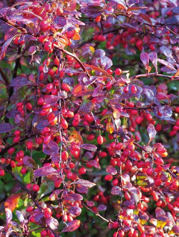 Барбарис Тунберга (Berberis thunbergii)