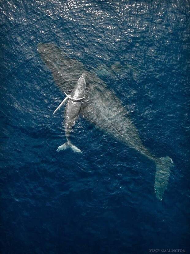 20. Снимок с беспилотника: детеныш горбатого кита со своей матерью. животные, настроение, рабочий день, фото