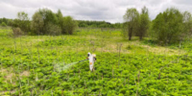 Для владельцев участков, заросших борщевиком и другими опасными растениями, ужесточат требования согласно новым нормам федерального законодательства