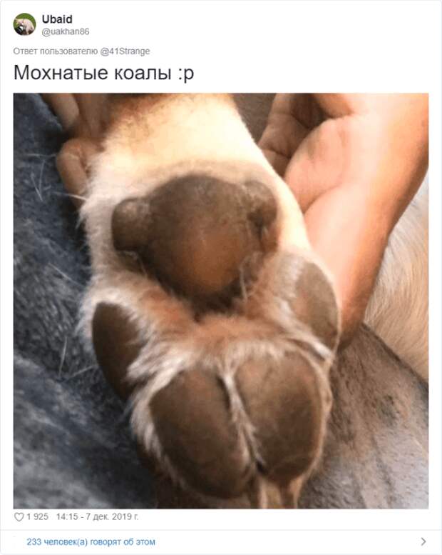 Пользователи Твиттера разгадали тайну подушечек на собачьих лапах.