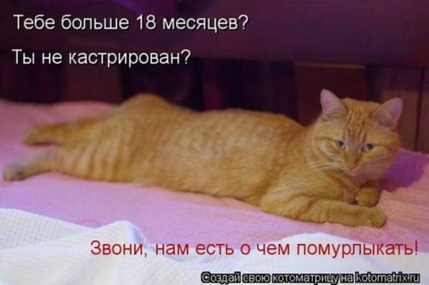 Котоматрицы