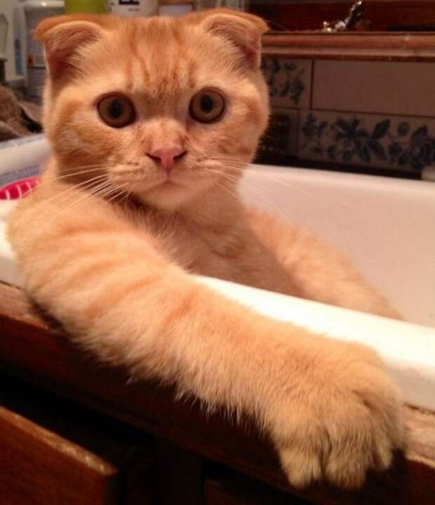 Неправильные коты  вода, кот