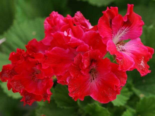 Королевская пеларгония Tunia's Perfecta Королевская пеларгония Tunia's Perfecta