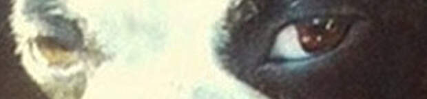 SideEyes23 Эмоциональная подборка: Косые взгляды в мире животных