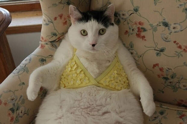 FatCats09 Толстокоты