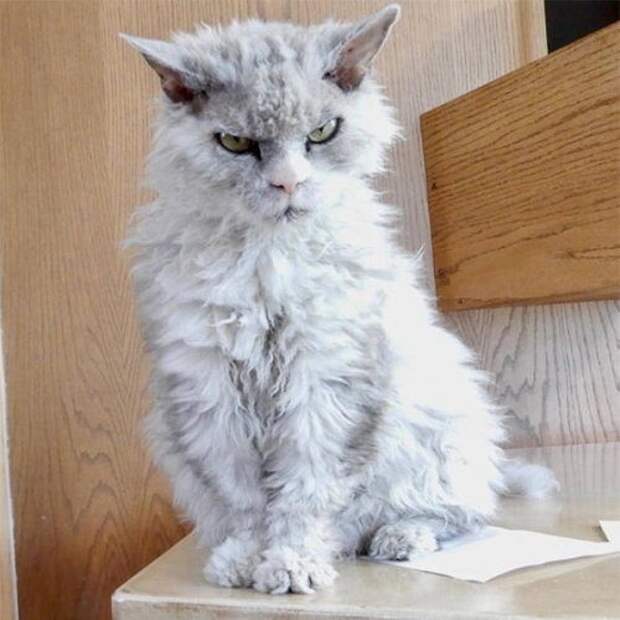 Сердитые котейки