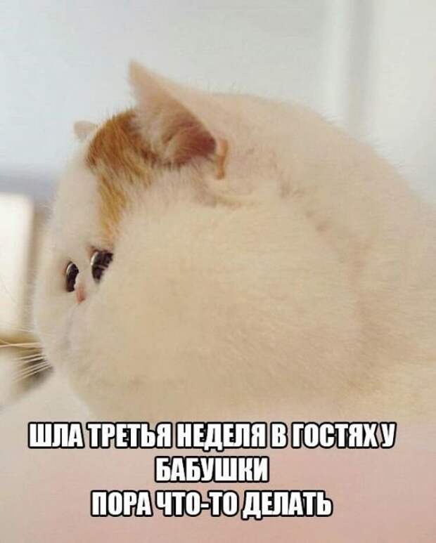 Подражая котоматрице котоматрица, коты, юмор