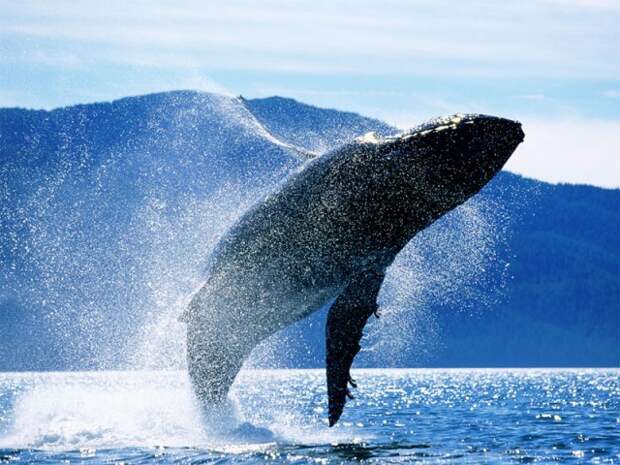 Humpback whale (Megaptera novaeangliae)  breaching, Alaska, USA