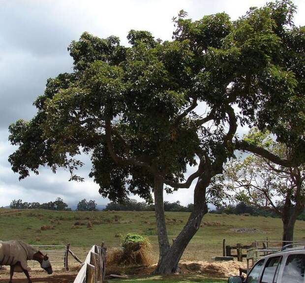 Общий вид взрослого дерева авокадо. Остров Мауи, Гавайи, США