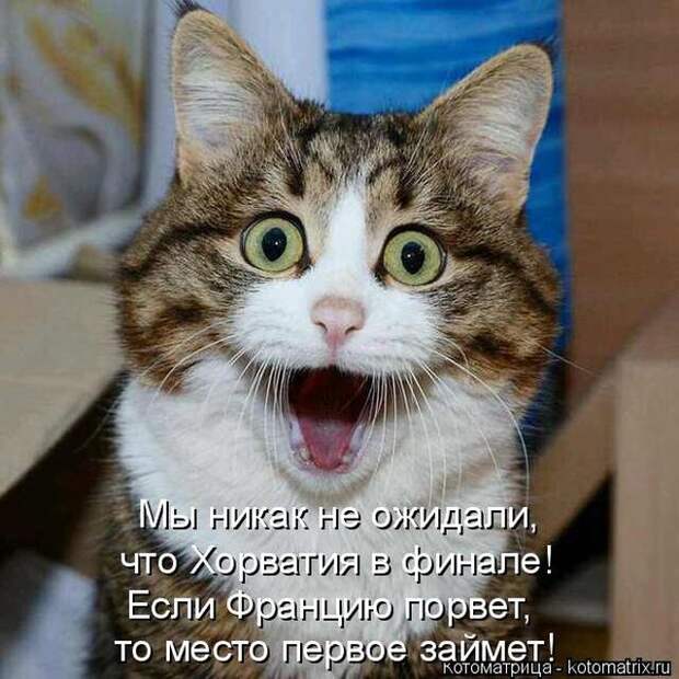 Лучшие котоматрицы недели (50 фото)