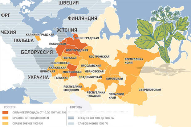 Карта распространения Борщевика в России и Восточной Европе