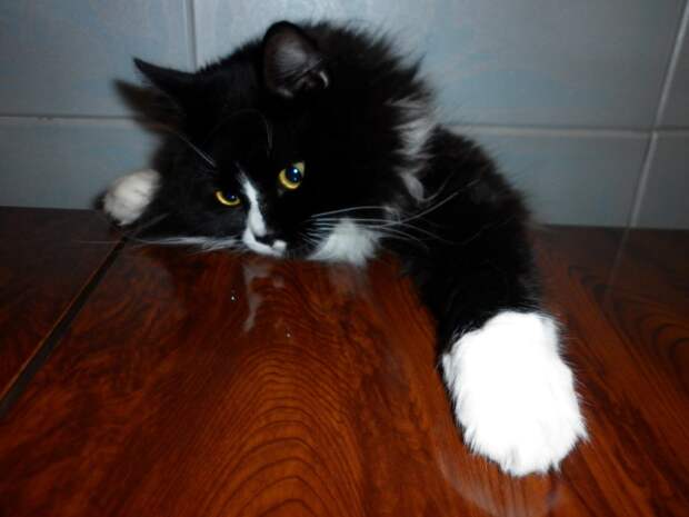 черно-белый кот лезет лапами на стол