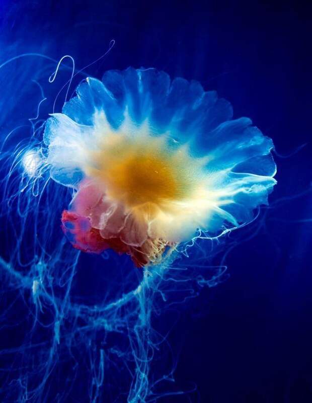 Jellyfish25 Самые красивые и яркие медузы
