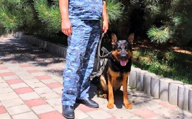 На Кубани две девочки ушли искать котенка и исчезли: вернуться домой им помог Титан