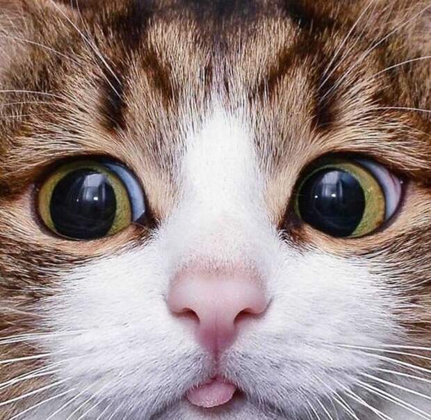 Звёздный кот