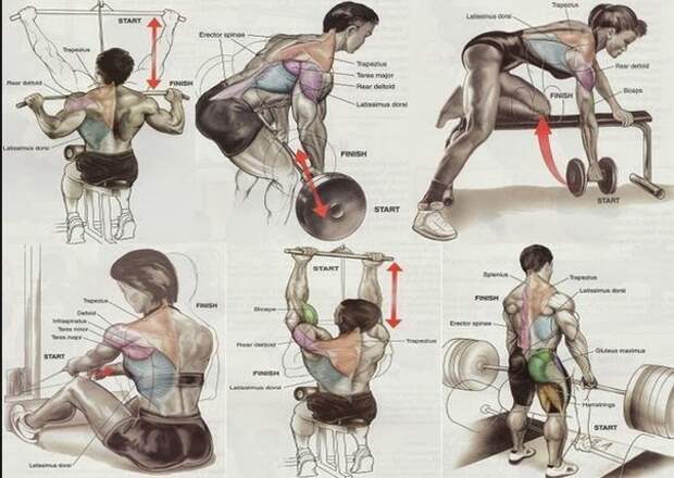 Упражнения на все группы мышц.