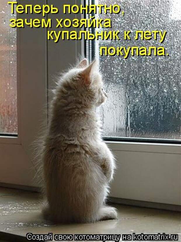 Лучшие котоматрицы недели (50 фото)