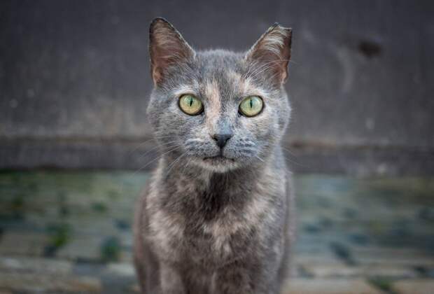 Очень колоритные уличные коты город, домашние животные, кот, кошка, эстетика
