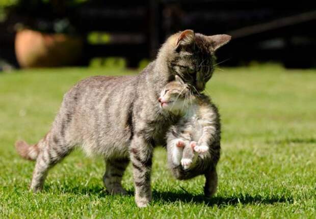 Кошки, которые приносят неожиданные подарки своим хозяевам (18 фото) Кошки, которые приносят неожиданные подарки своим хозяевам (18 фото)