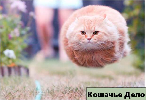 12 уморительных котиков, которых сфотографировали в нужный момент