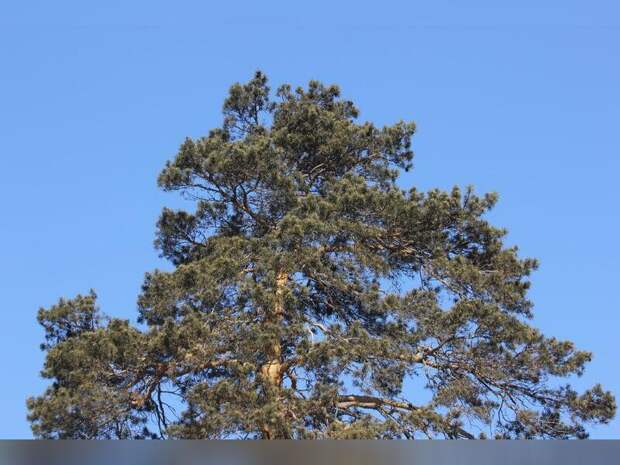 Днем 25 марта в Забайкалье ожидается до 6 градусов тепла