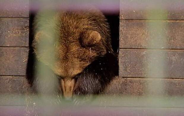 В зоопарке Челябинска расследуют серию отравлений животных